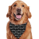 Bandanas for Dogs Cats, Custom Puppy Pet Name Triangle Bibs Kerchief - Joliny